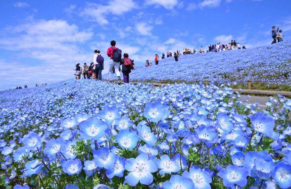 Japon parkında görsel şölen: Mavi özlem çiçeğinin mevsimi geldi 4
