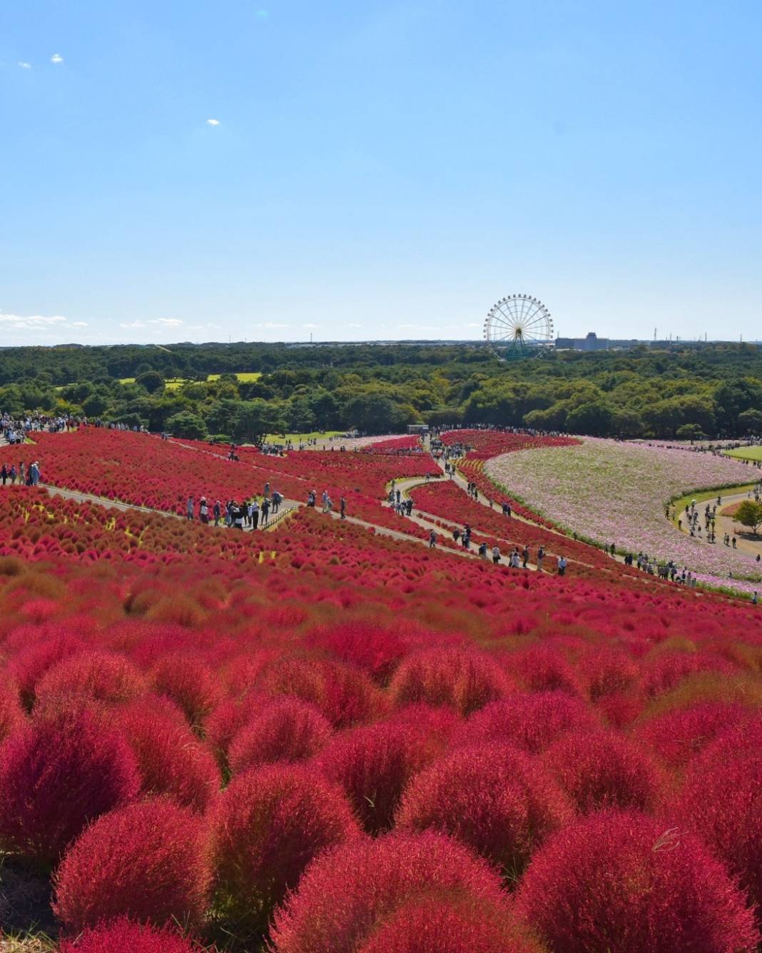 Japon parkında görsel şölen: Mavi özlem çiçeğinin mevsimi geldi 8