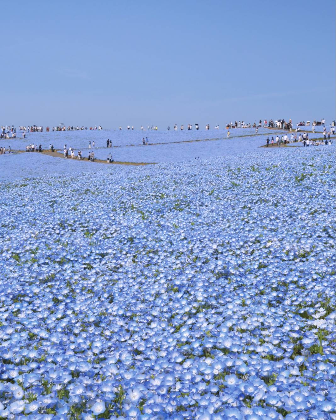 Japon parkında görsel şölen: Mavi özlem çiçeğinin mevsimi geldi 1