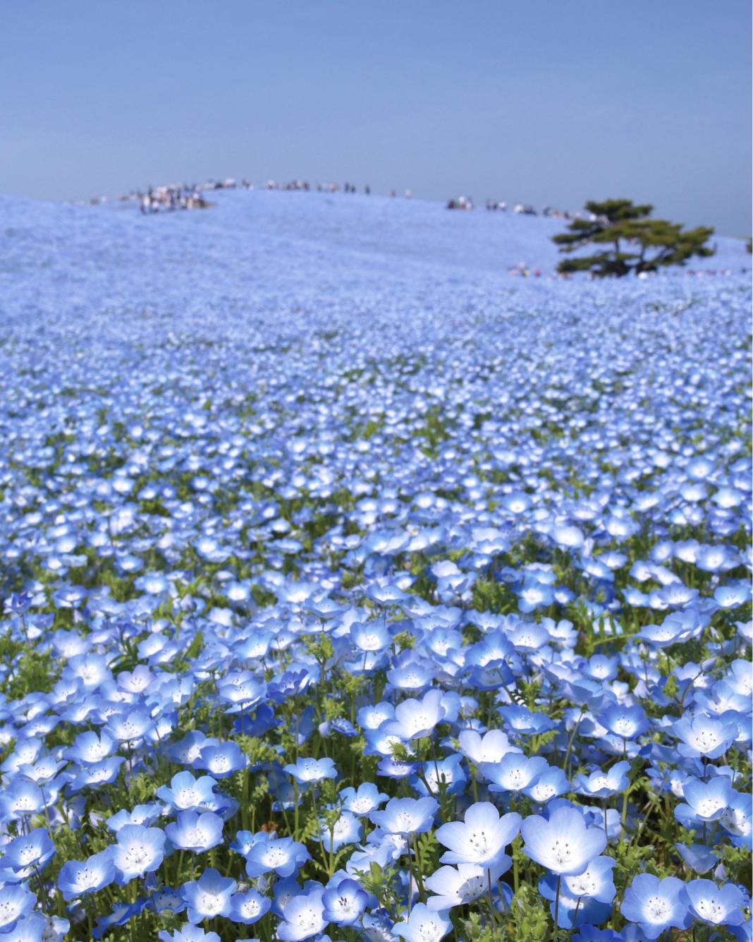 Japon parkında görsel şölen: Mavi özlem çiçeğinin mevsimi geldi 2