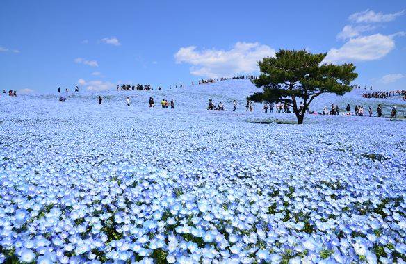 Japon parkında görsel şölen: Mavi özlem çiçeğinin mevsimi geldi 3