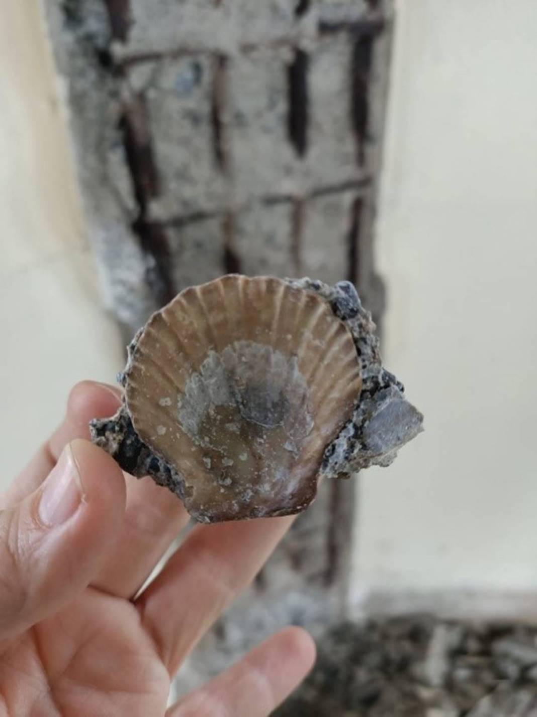 Kız Kulesi restorasyonunda sona doğru: Betonundan deniz kabuğu çıktı 6