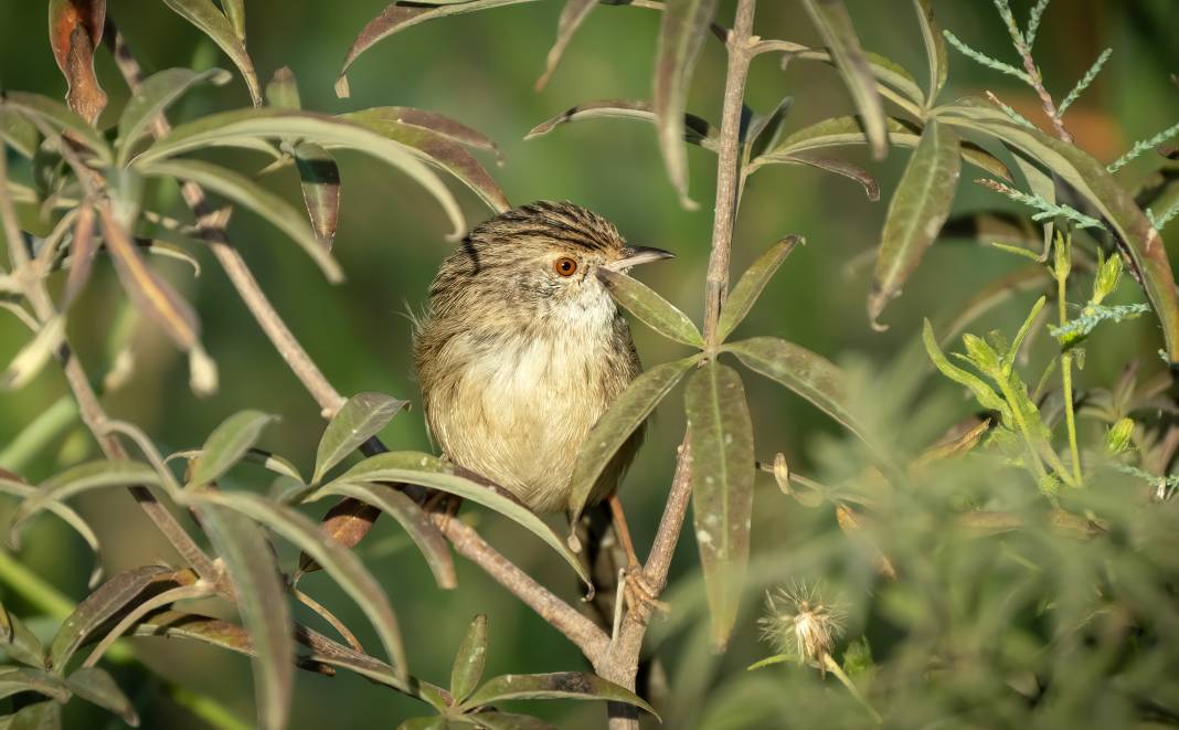 Kuş göçünde 3 günde 130 tür görüntülendi: işte birbirinden güzel fotoğraflar 10