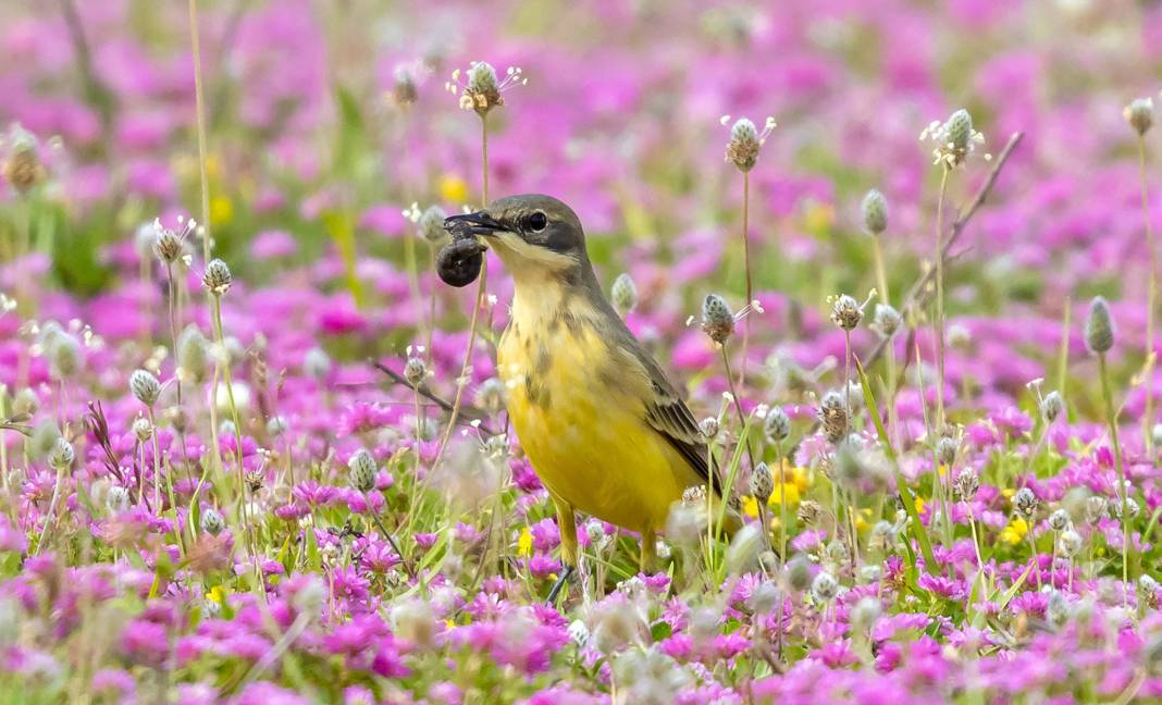 Kuş göçünde 3 günde 130 tür görüntülendi: işte birbirinden güzel fotoğraflar 4