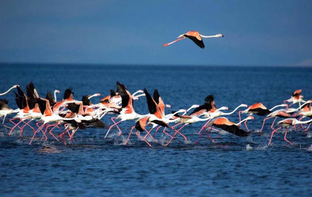 Binlerce flamingo Van'da göl kıyılarına gitmeye başladı 5