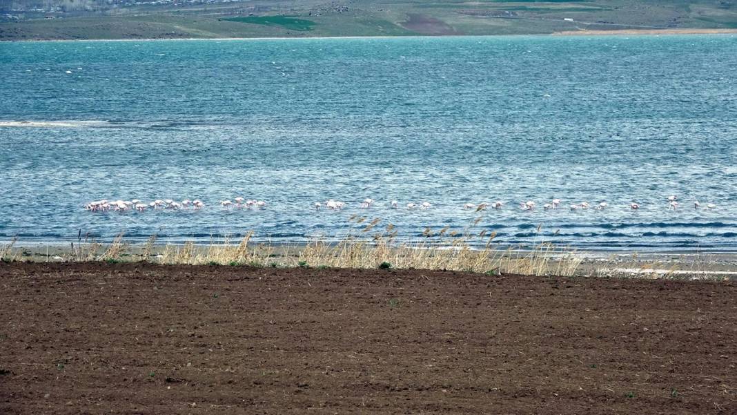 Binlerce flamingo Van'da göl kıyılarına gitmeye başladı 1