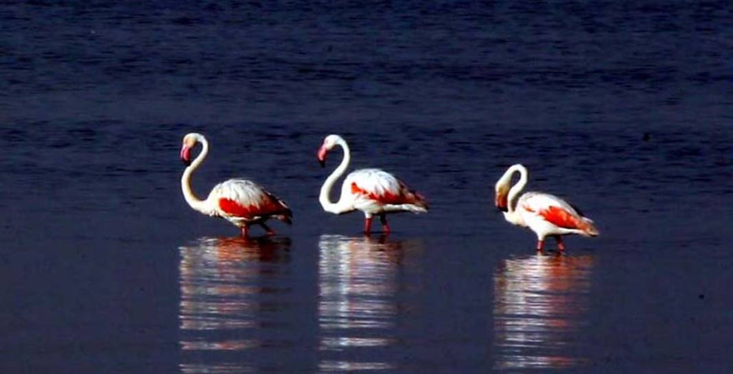Binlerce flamingo Van'da göl kıyılarına gitmeye başladı 4