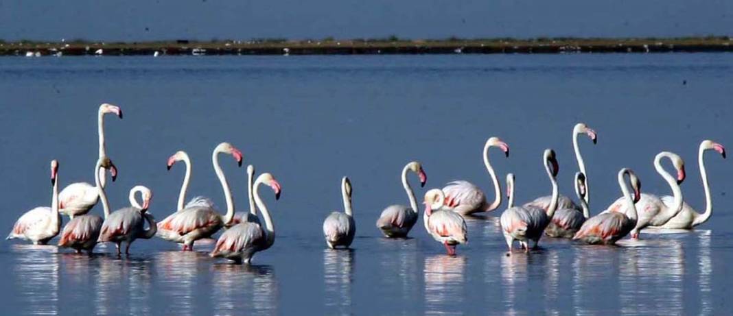 Binlerce flamingo Van'da göl kıyılarına gitmeye başladı 3