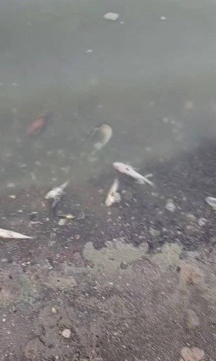 Sazlıbosna Barajı'nda tedirgin eden görüntü: 'Buradan çıkan balığı herkes yiyor, böyle olmamalı' 7