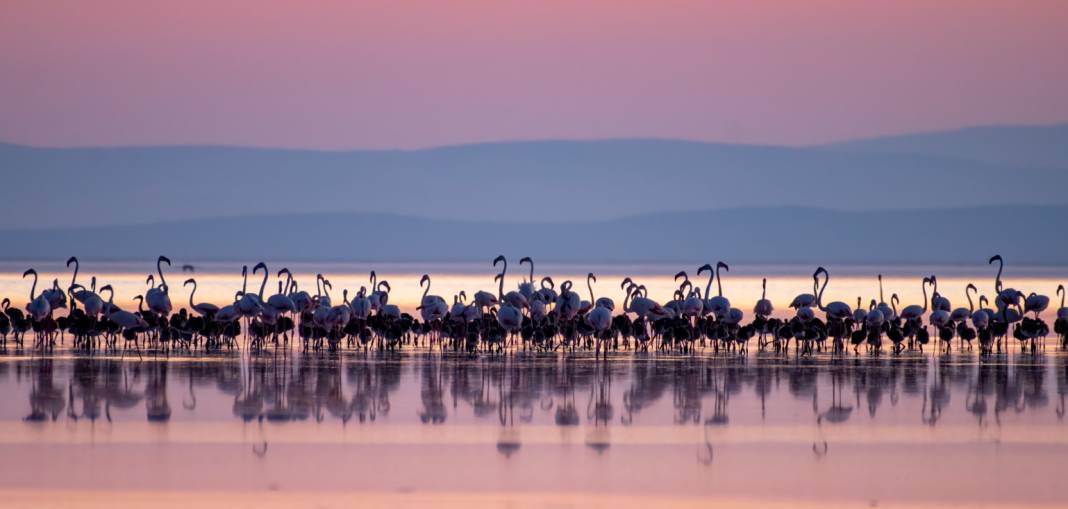 Tuz Gölü’nün yavru flamingoları 9