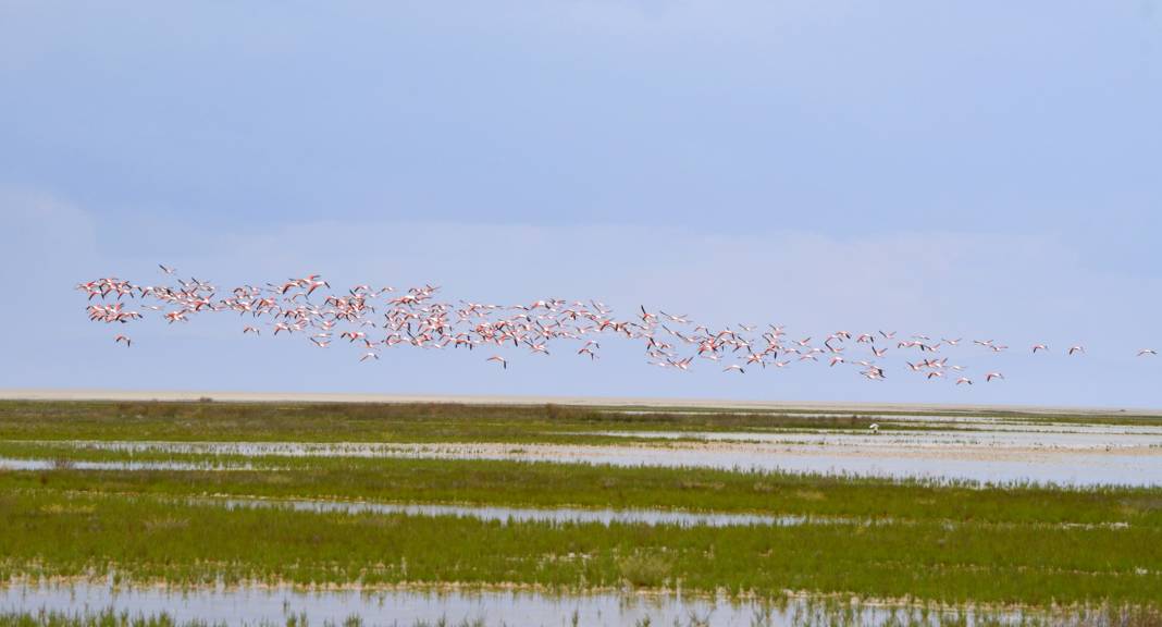 Tuz Gölü’nün yavru flamingoları 1