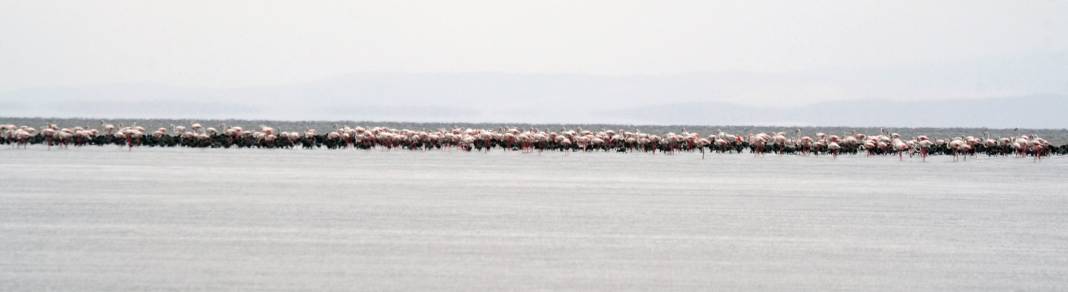 Tuz Gölü’nün yavru flamingoları 7