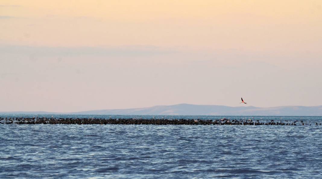 Tuz Gölü’nün yavru flamingoları 5