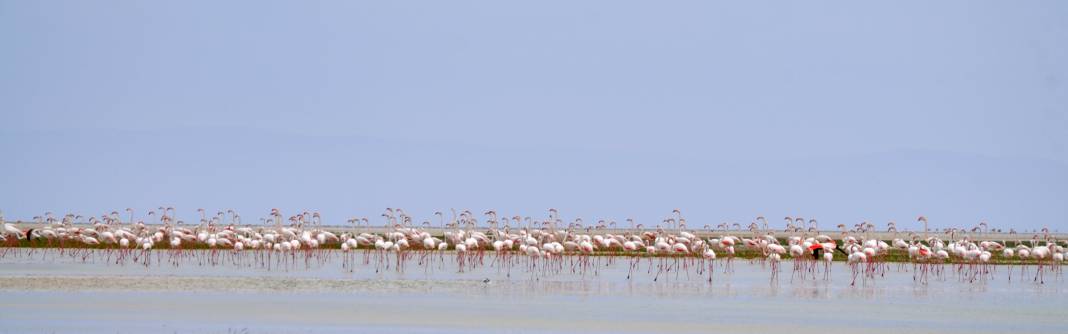 Tuz Gölü’nün yavru flamingoları 8