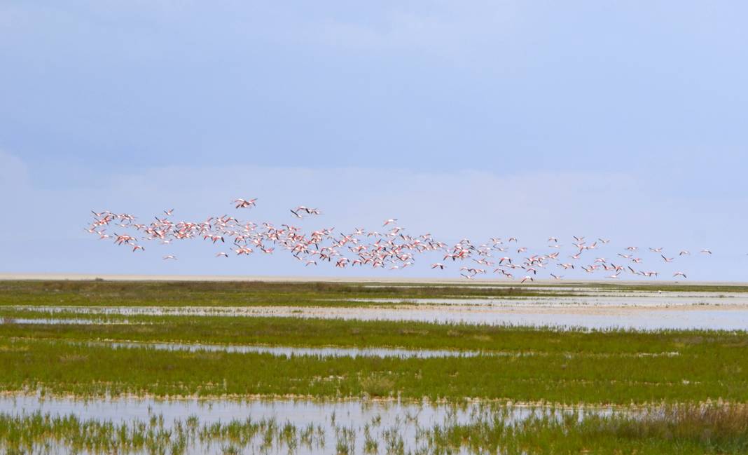 Tuz Gölü’nün yavru flamingoları 6