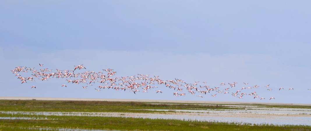Tuz Gölü’nün yavru flamingoları 4