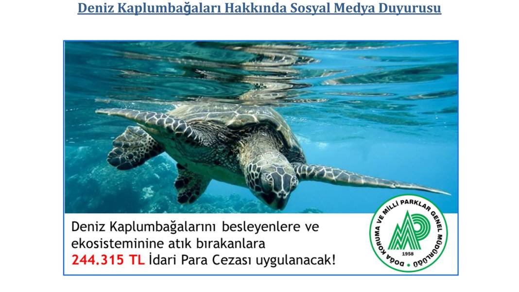 Deniz kaplumbağalarını besleyenlere 244 bin lira para cezası 4