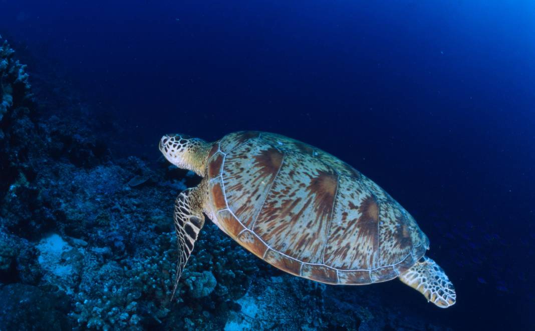 Deniz kaplumbağalarını besleyenlere 244 bin lira para cezası 7
