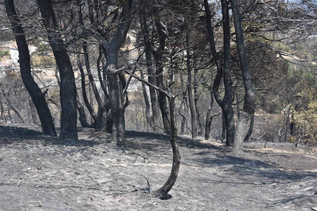 Çanakkale yangınında köylüler anlattı, bilanço çok ağır: 1 saatte her şey yandı... Zararımız çok büyük 8