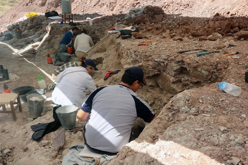 Çankırı'da, bu yıl 8,5 milyon yıllık 100 fosil bulundu 8
