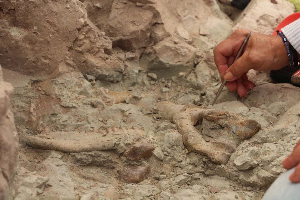 Çankırı'da, bu yıl 8,5 milyon yıllık 100 fosil bulundu 6