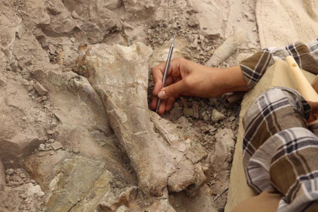 Çankırı'da, bu yıl 8,5 milyon yıllık 100 fosil bulundu 4