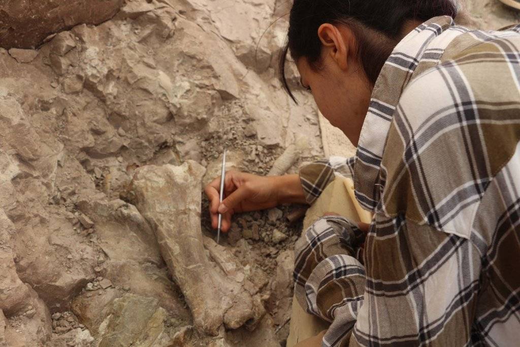 Çankırı'da, bu yıl 8,5 milyon yıllık 100 fosil bulundu 5