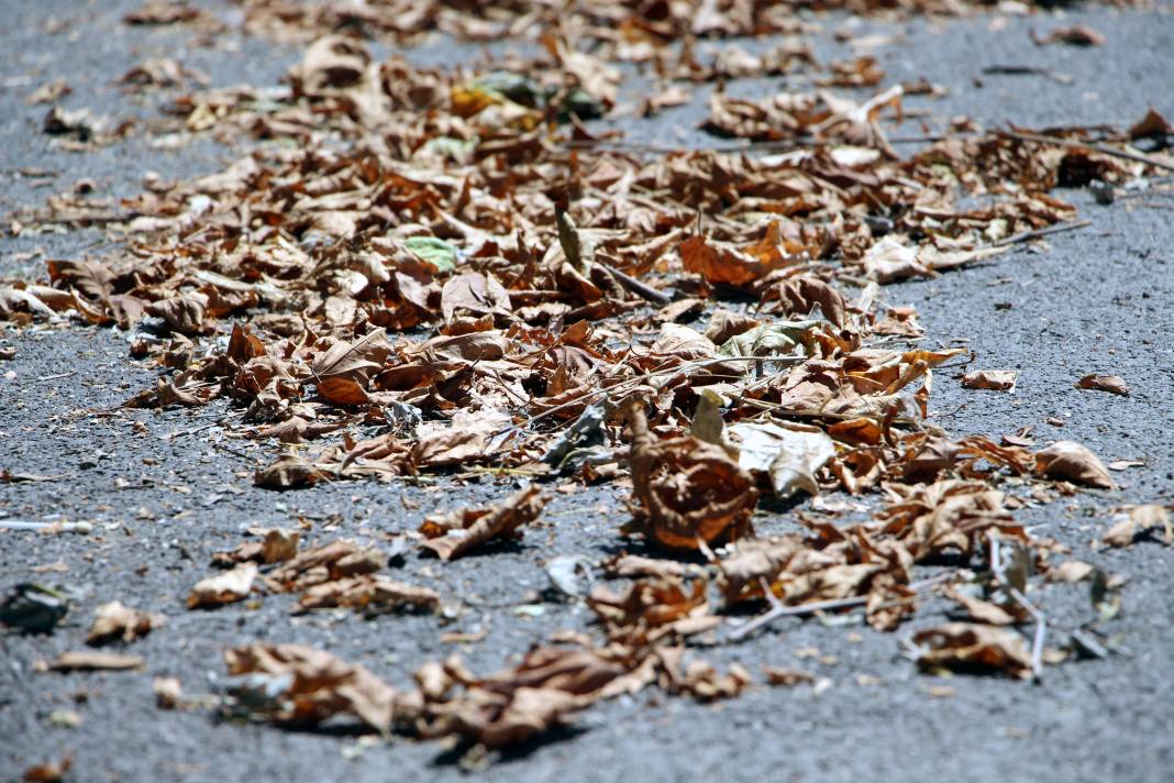 Son 94 yılın en sıcak yazı; yapraklar sararıp döküldü 5