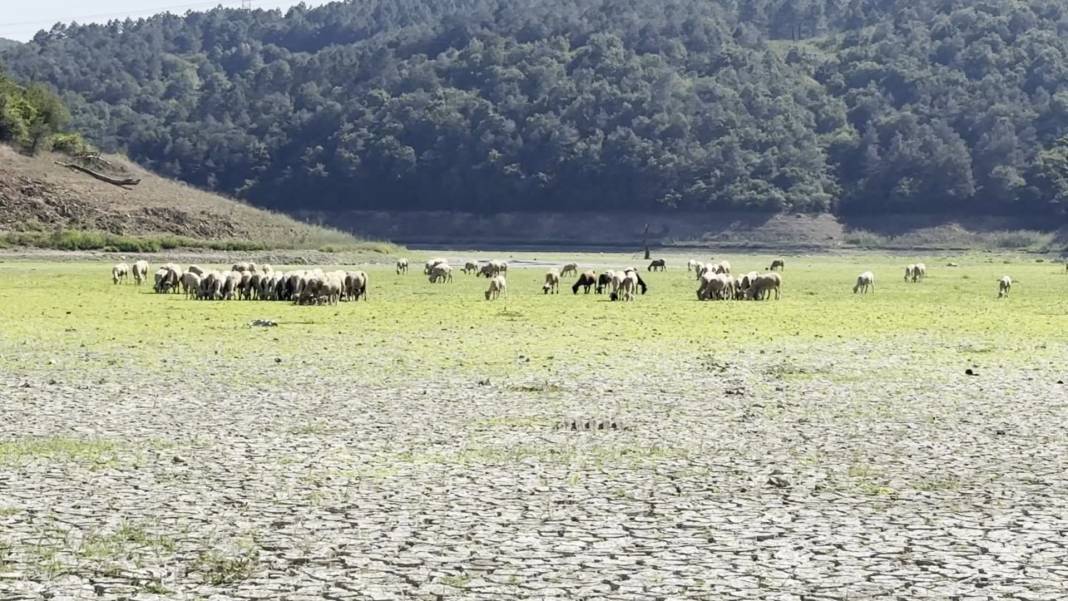 Kemerburgaz Kent Ormanı'ndaki göl kurudu; keçiler otlamaya başladı 6