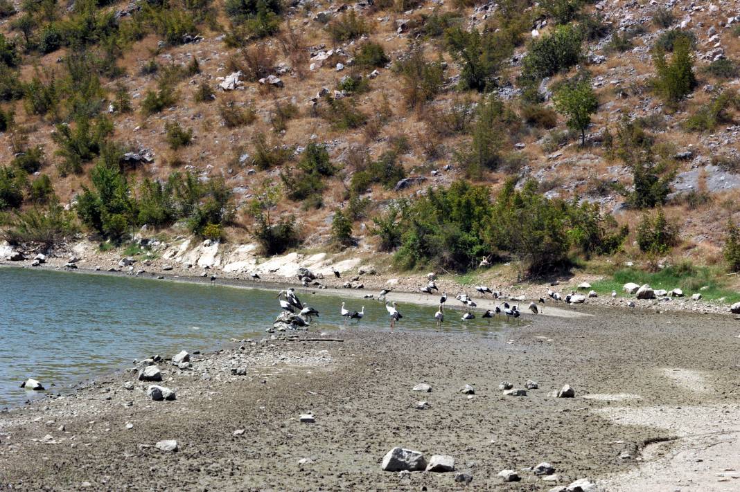 Toplu balık ölümlerinin sebebi belli oldu: Endüstriyel atık ve oksijen yetersizliği 3