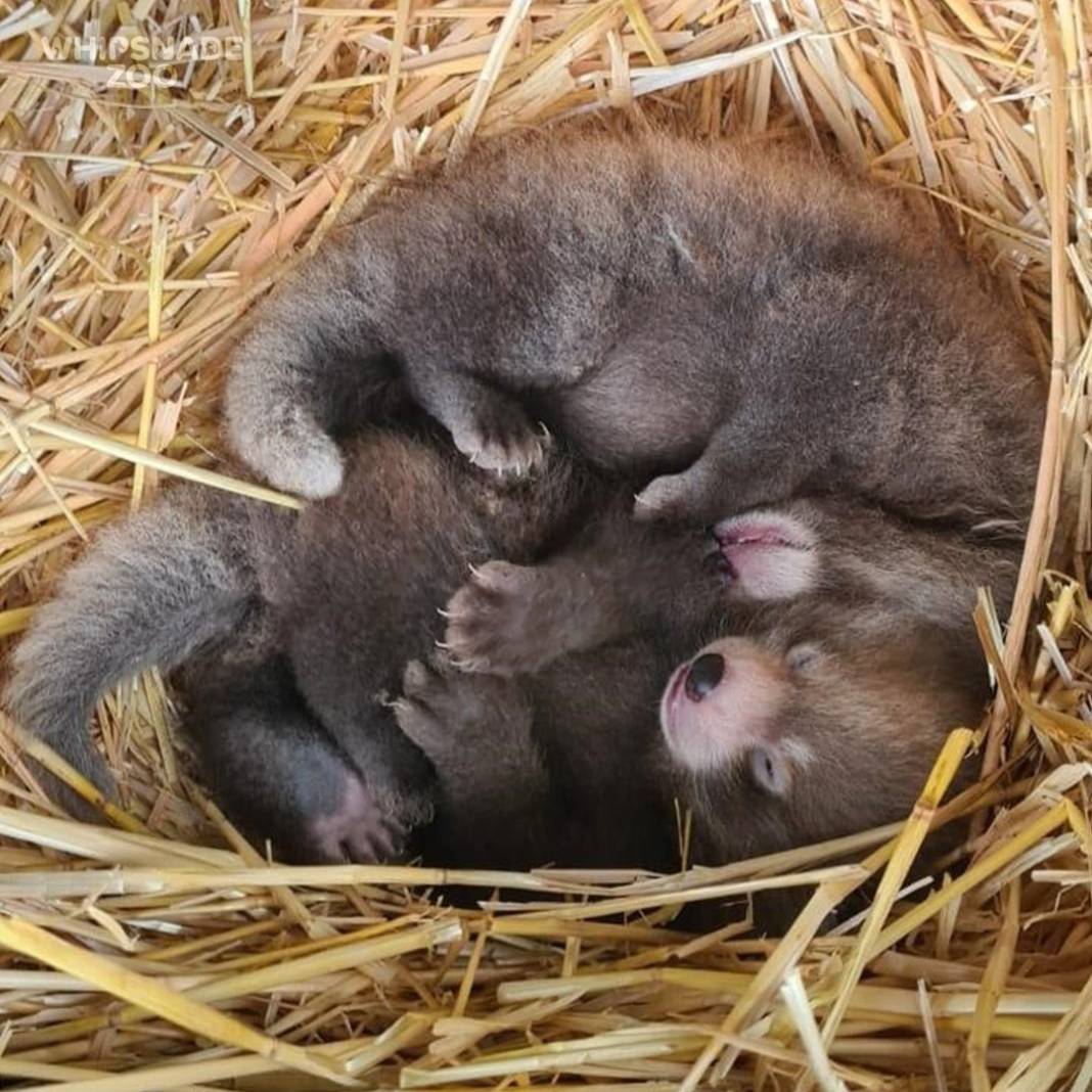 Nesli tükenmekte olan kızıl panda nüfusuna ikiz yavru katıldı 4