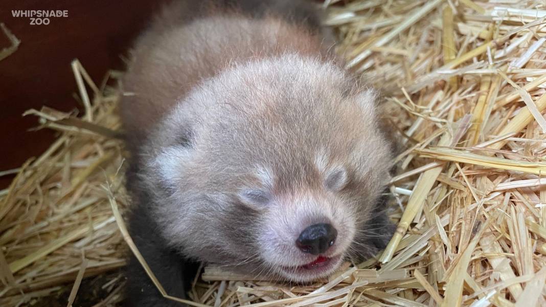 Nesli tükenmekte olan kızıl panda nüfusuna ikiz yavru katıldı 1