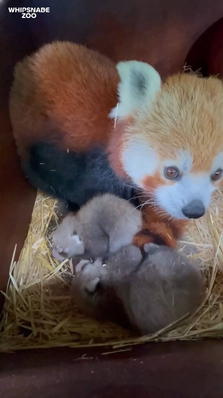 Nesli tükenmekte olan kızıl panda nüfusuna ikiz yavru katıldı 3
