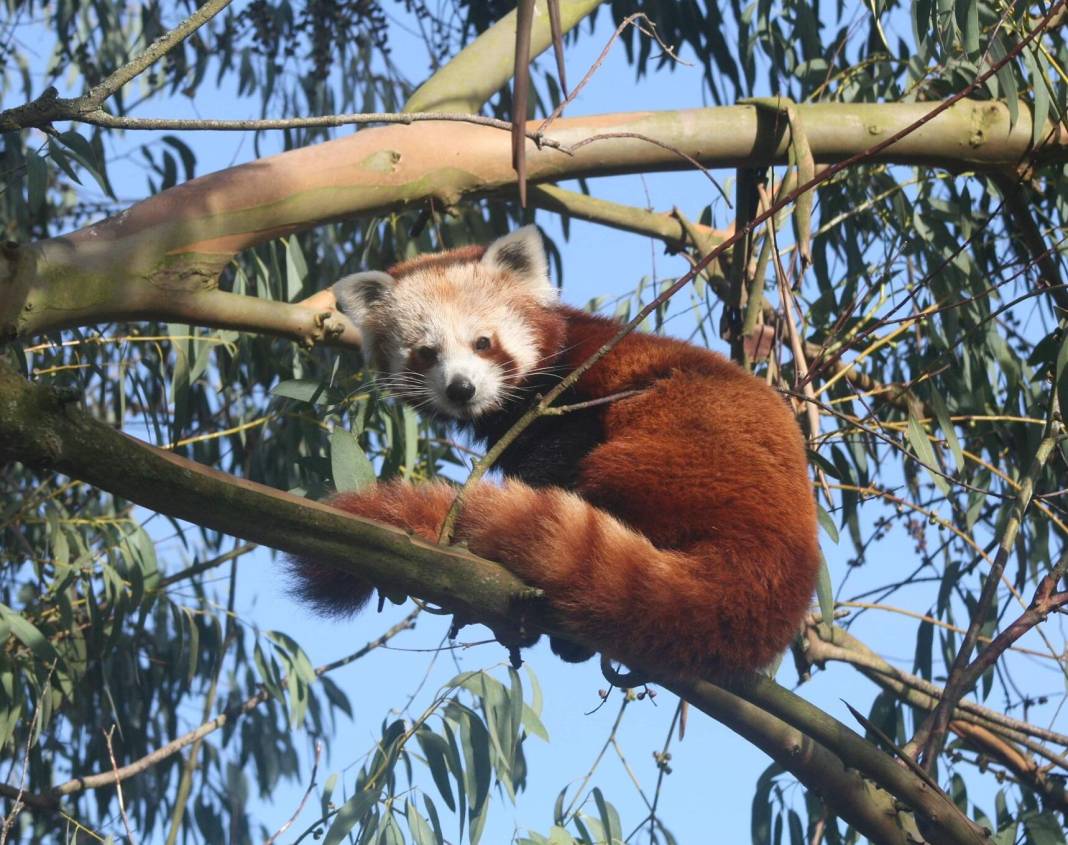 Nesli tükenmekte olan kızıl panda nüfusuna ikiz yavru katıldı 2