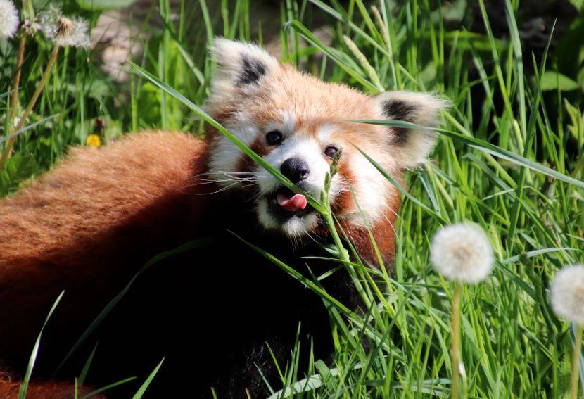 Nesli tükenmekte olan kızıl panda nüfusuna ikiz yavru katıldı 5