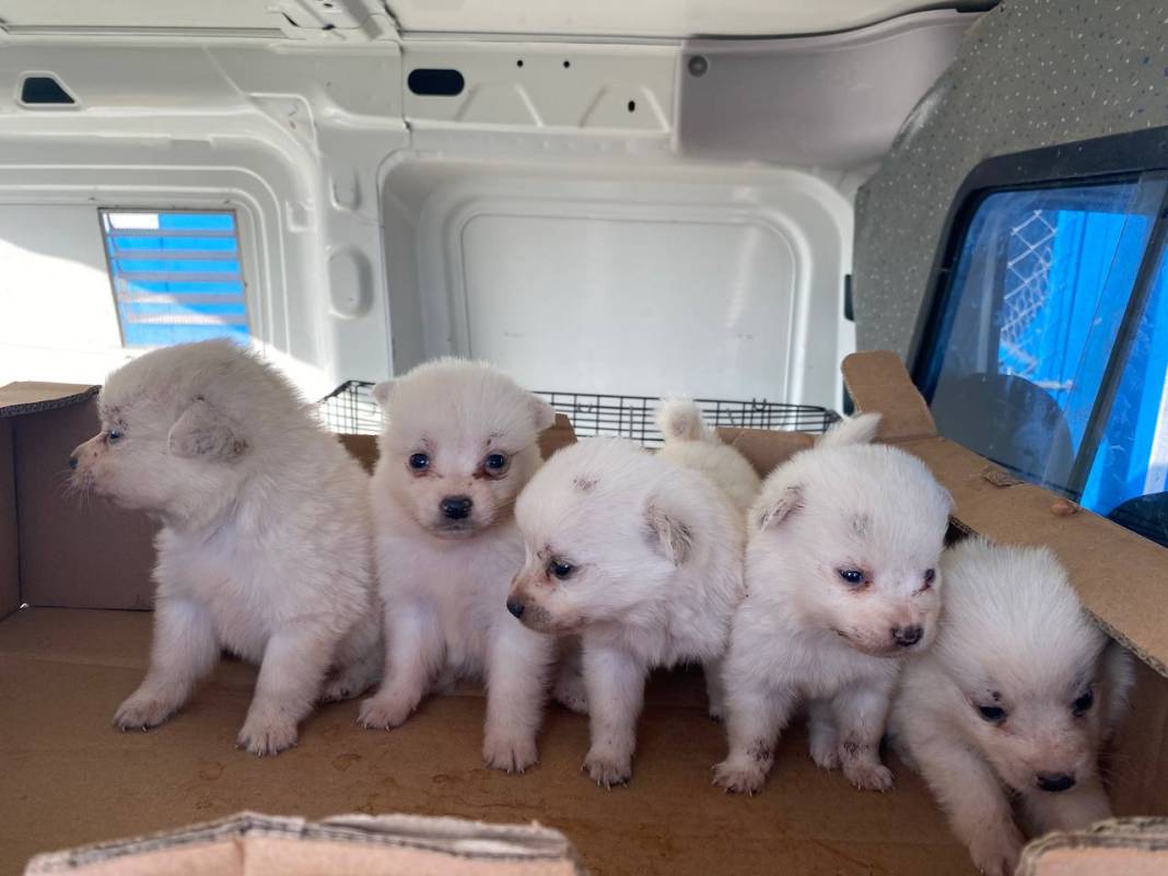 Otomobil koltuklarının altına saklamışlar: Kaçak getirilen 22 köpek kurtarıldı 13
