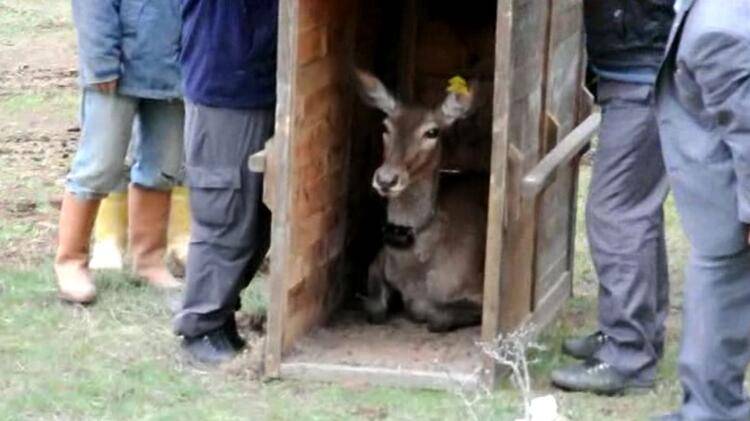 21 yılda 792 kızılgeyik, 87 alageyik, 457 yaban koyunu, 574 ceylan, 11 karaca, 92 yaban keçisi yetiştirilerek doğaya bırakıldı 4