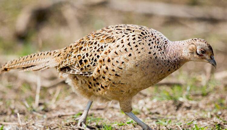 21 yılda 792 kızılgeyik, 87 alageyik, 457 yaban koyunu, 574 ceylan, 11 karaca, 92 yaban keçisi yetiştirilerek doğaya bırakıldı 3