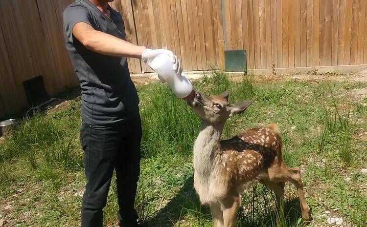 21 yılda 792 kızılgeyik, 87 alageyik, 457 yaban koyunu, 574 ceylan, 11 karaca, 92 yaban keçisi yetiştirilerek doğaya bırakıldı 2