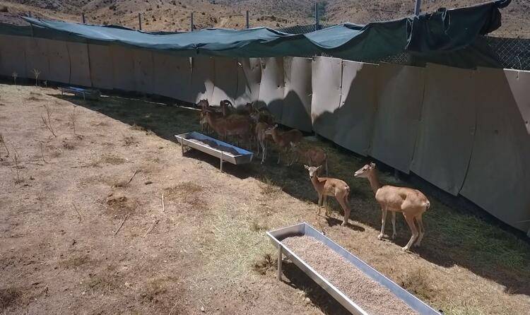 21 yılda 792 kızılgeyik, 87 alageyik, 457 yaban koyunu, 574 ceylan, 11 karaca, 92 yaban keçisi yetiştirilerek doğaya bırakıldı 6