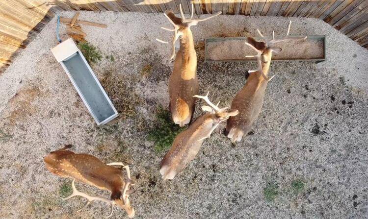 21 yılda 792 kızılgeyik, 87 alageyik, 457 yaban koyunu, 574 ceylan, 11 karaca, 92 yaban keçisi yetiştirilerek doğaya bırakıldı 5