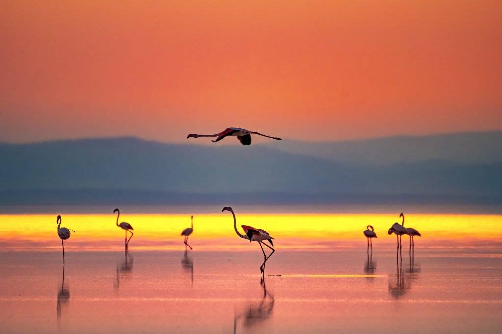 Flamingoların göçü başladı... Tuz Gölü'nün misafirlerinden 12 harika kare... 12