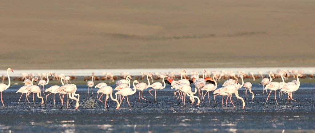 Flamingoların göçü başladı... Tuz Gölü'nün misafirlerinden 12 harika kare... 2