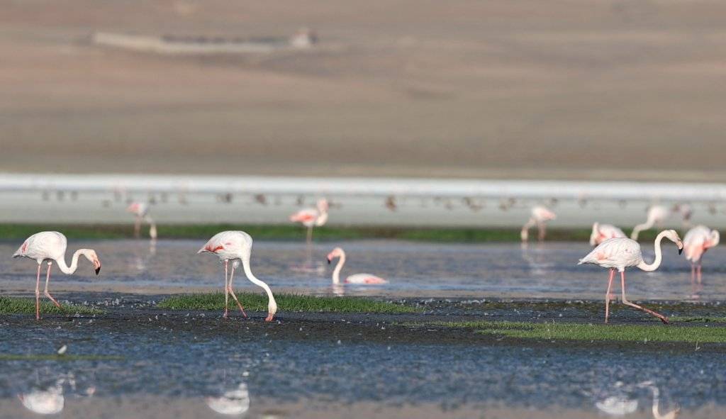 Flamingoların göçü başladı... Tuz Gölü'nün misafirlerinden 12 harika kare... 1