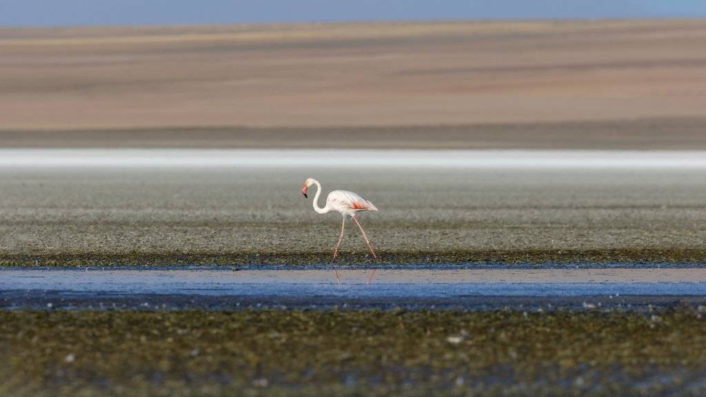 Flamingoların göçü başladı... Tuz Gölü'nün misafirlerinden 12 harika kare... 10
