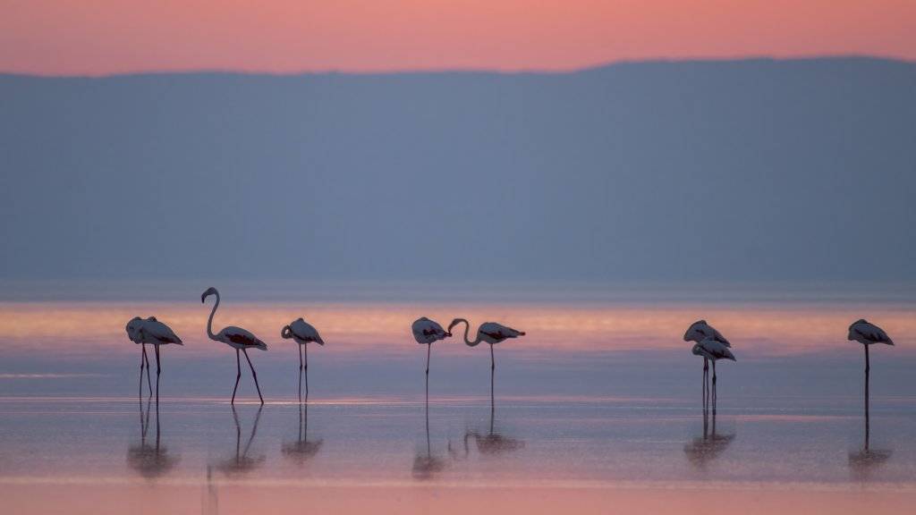 Flamingoların göçü başladı... Tuz Gölü'nün misafirlerinden 12 harika kare... 11