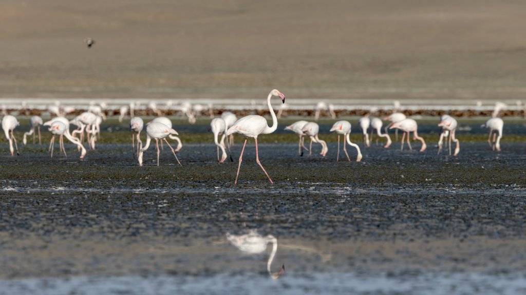 Flamingoların göçü başladı... Tuz Gölü'nün misafirlerinden 12 harika kare... 6