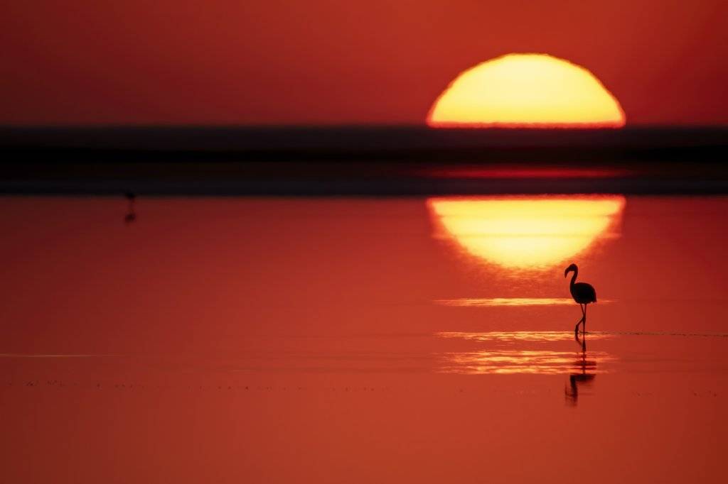 Flamingoların göçü başladı... Tuz Gölü'nün misafirlerinden 12 harika kare... 9