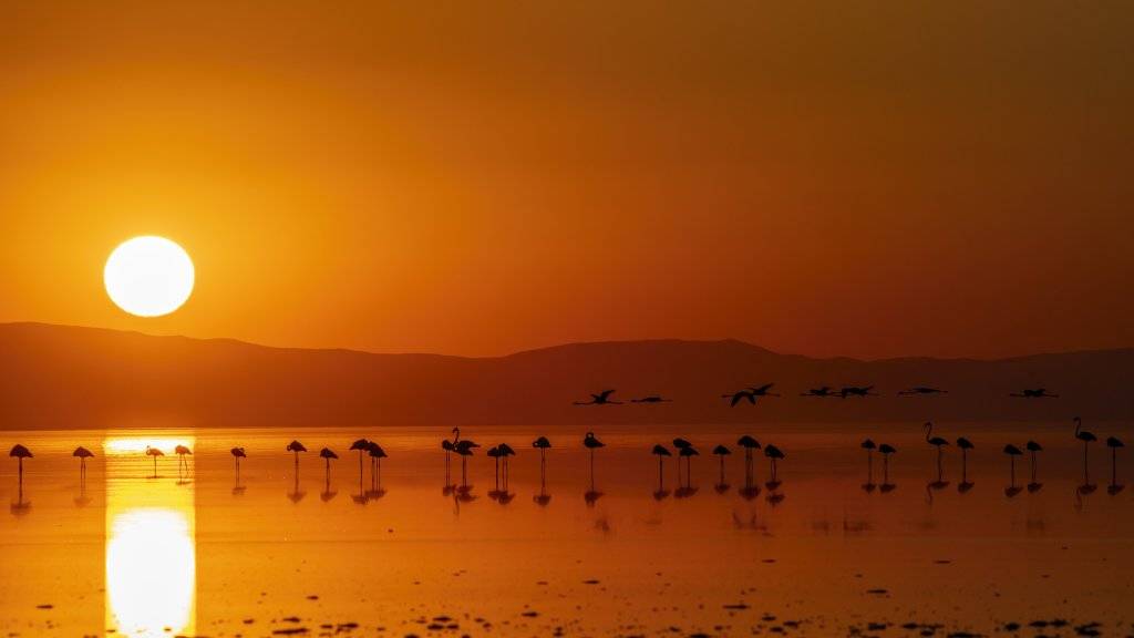 Flamingoların göçü başladı... Tuz Gölü'nün misafirlerinden 12 harika kare... 7