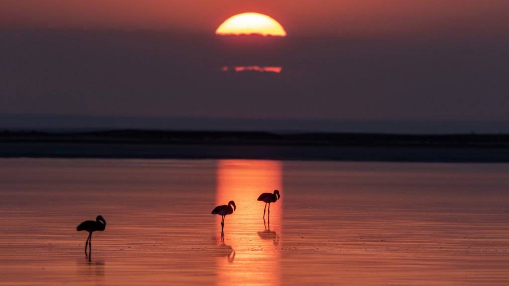 Flamingoların göçü başladı... Tuz Gölü'nün misafirlerinden 12 harika kare... 8